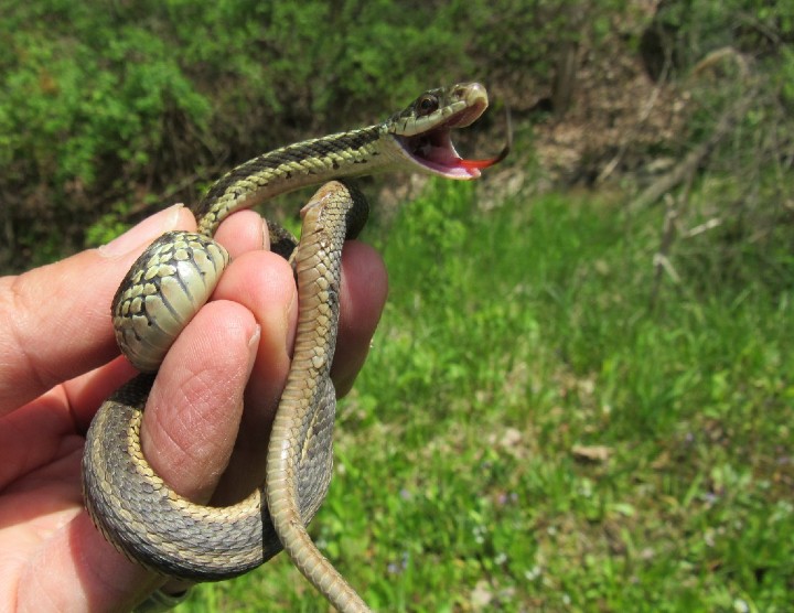 Eastern Garter Snake